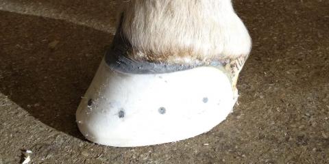 3D printed hoofshoe on hoof of first patient we treated